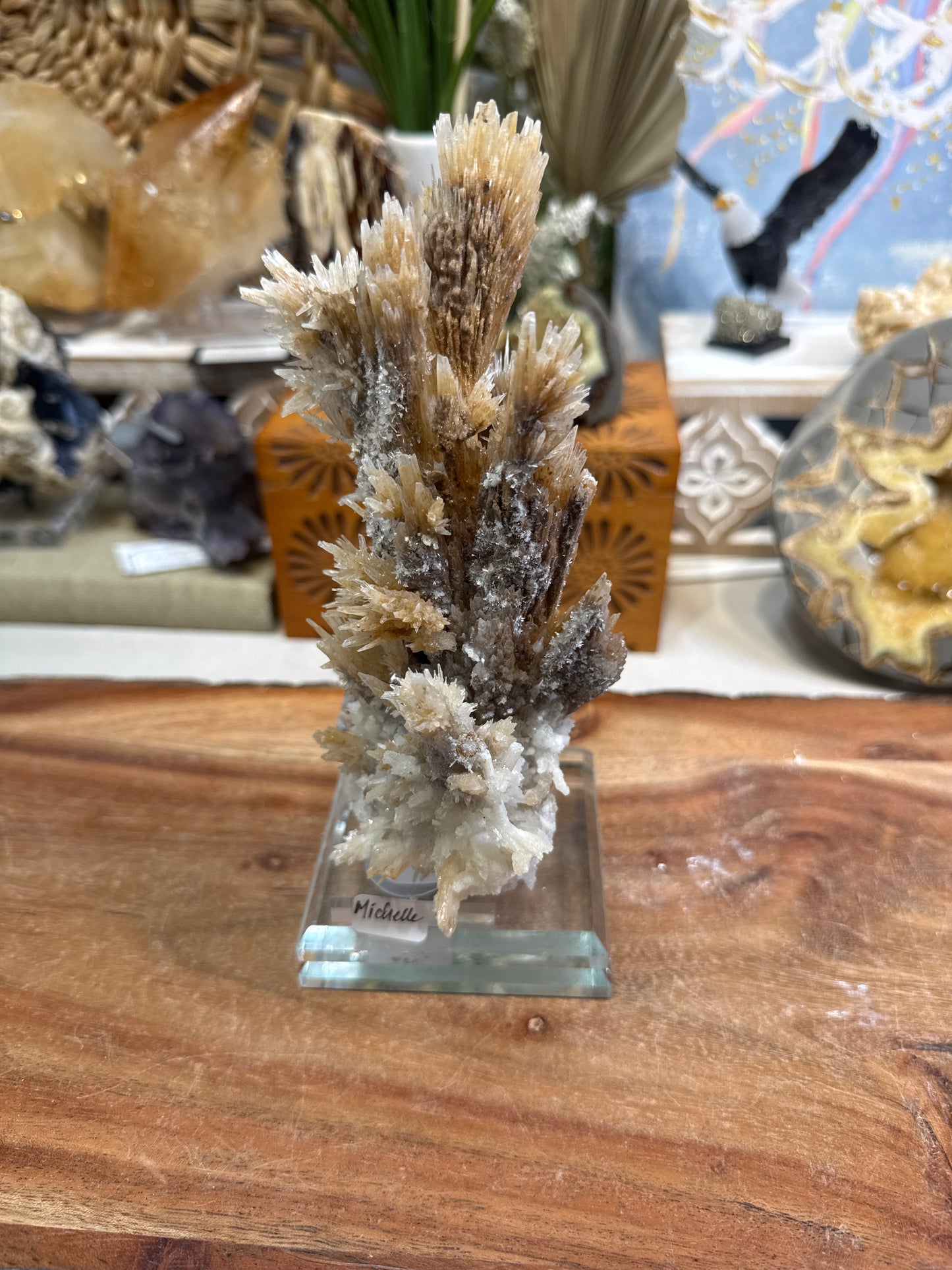 Meeeeshell1 - Michelle (Aragonite)