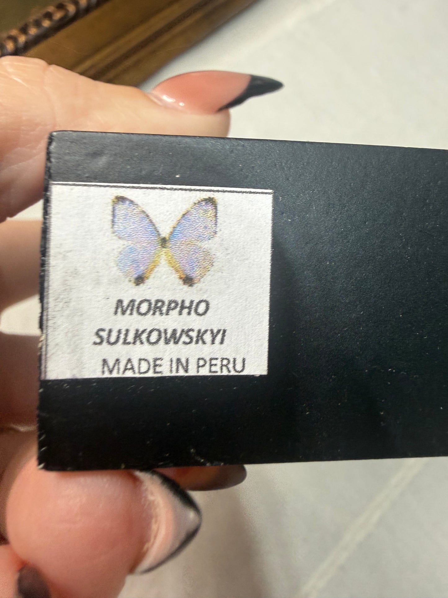 Morpho Sulkowskyi Butterfly • Peru (A)