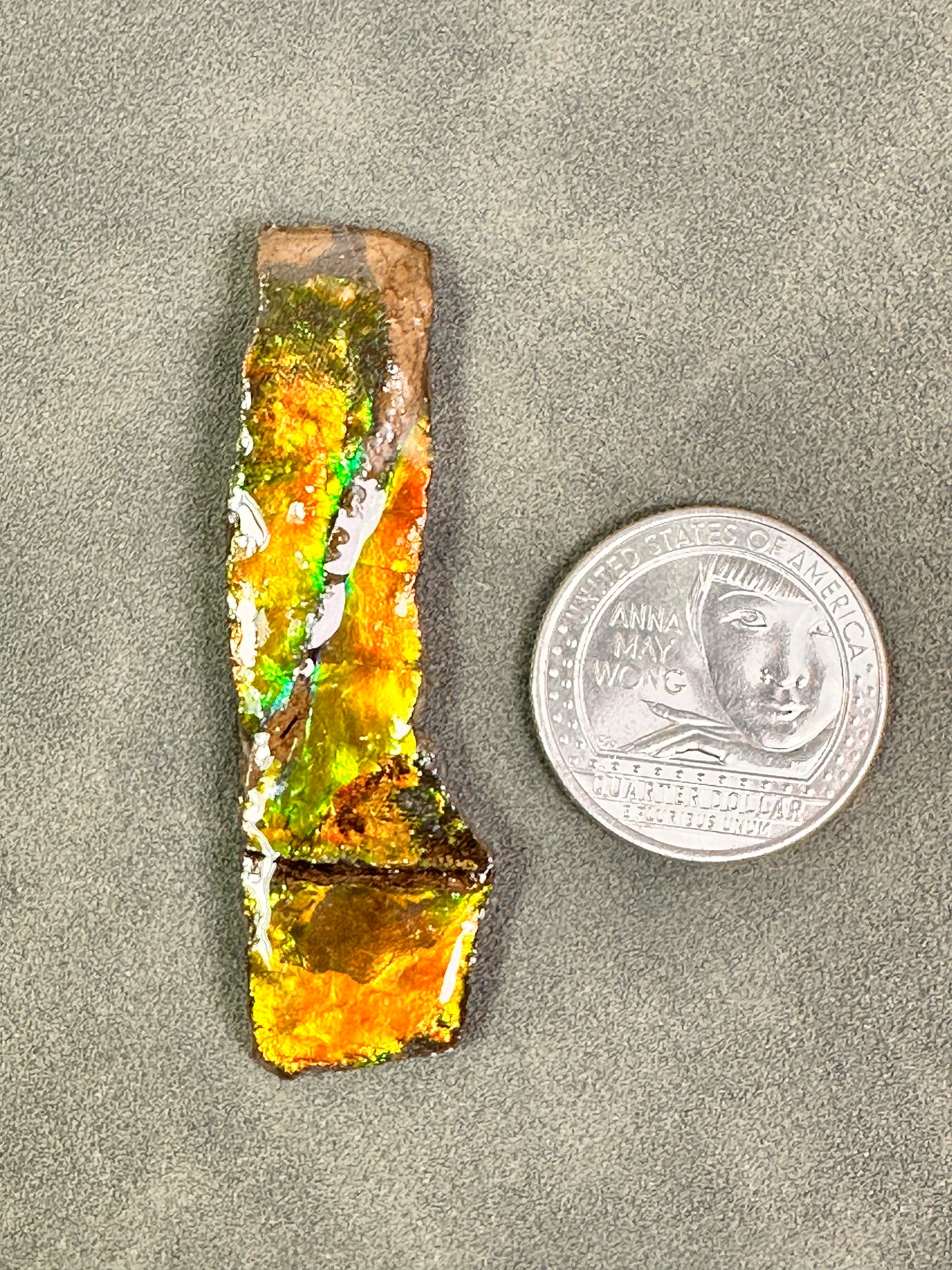 Ammolite | Canada