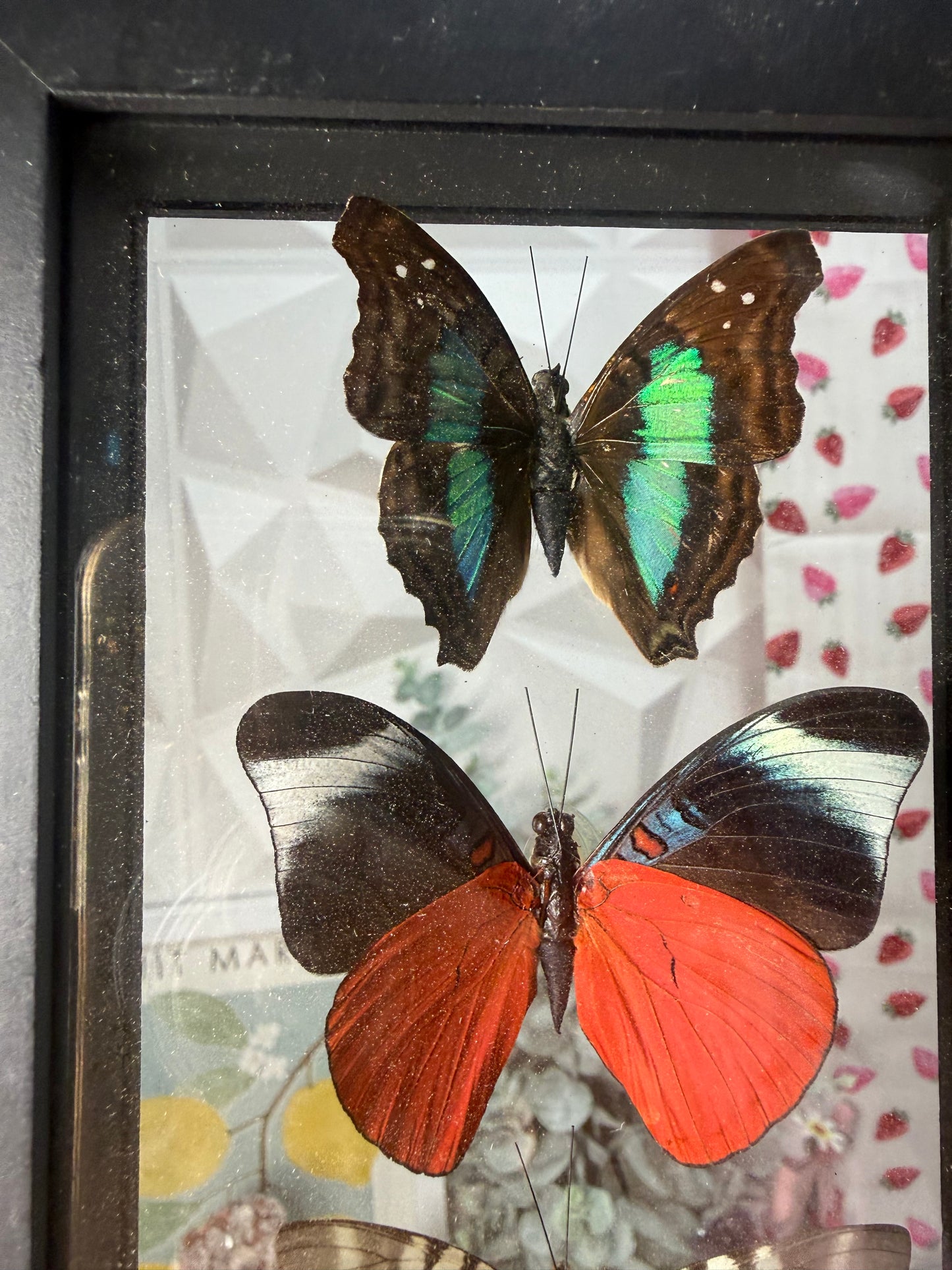 3 Peruvian Butterfly Collection • Peru (E)