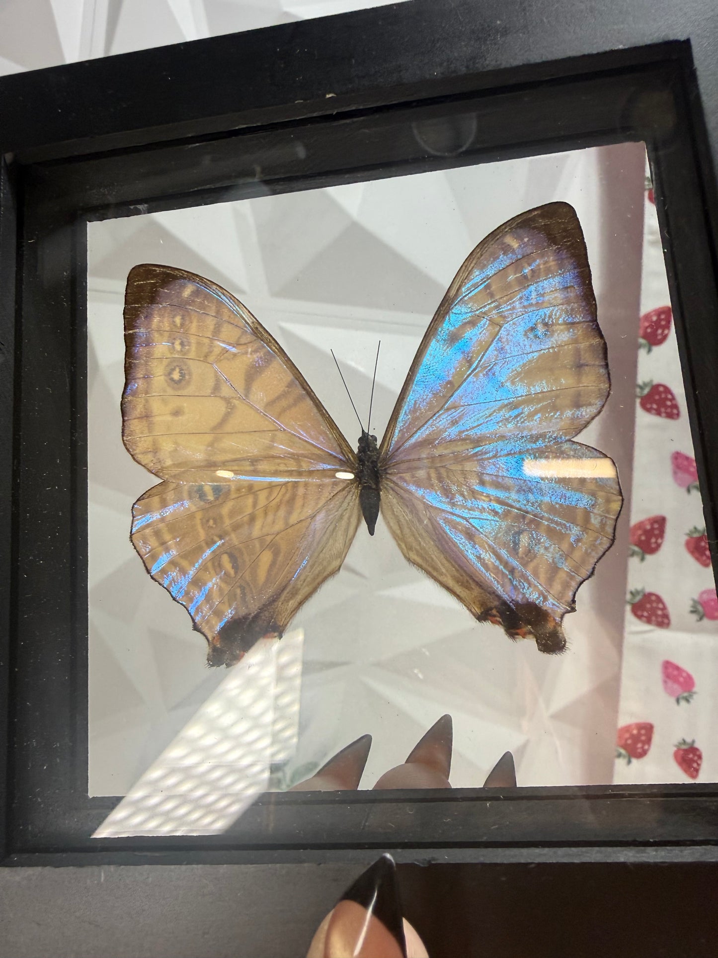 Morpho Sulkowskyi Butterfly • Peru (A)
