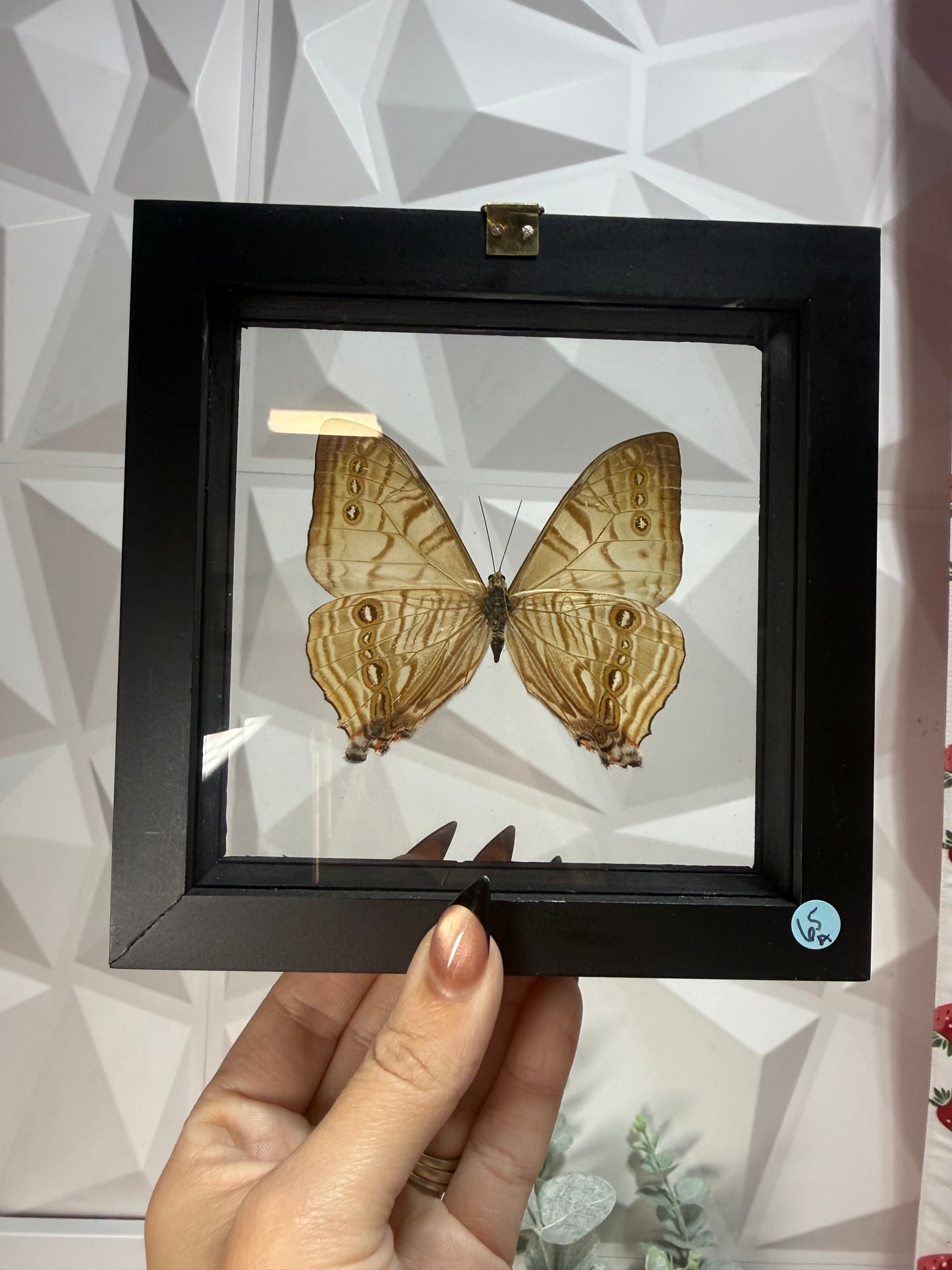 Morpho Sulkowskyi Butterfly • Peru (A)