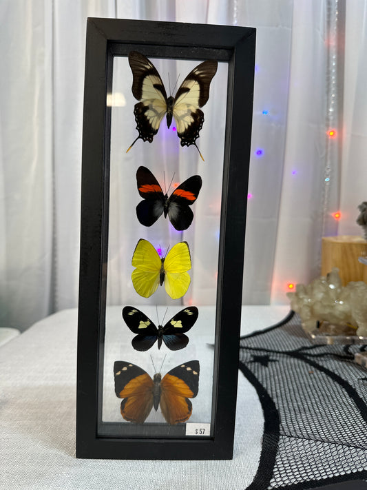 5 framed butterflies