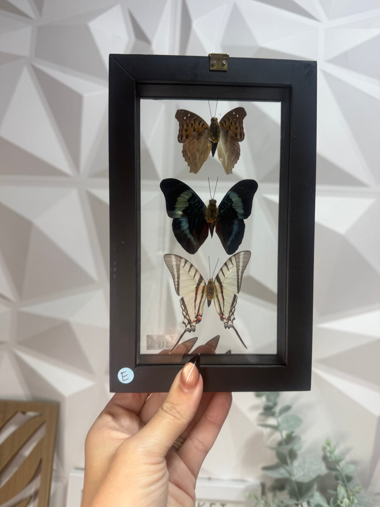 3 Peruvian Butterfly Collection • Peru (E)
