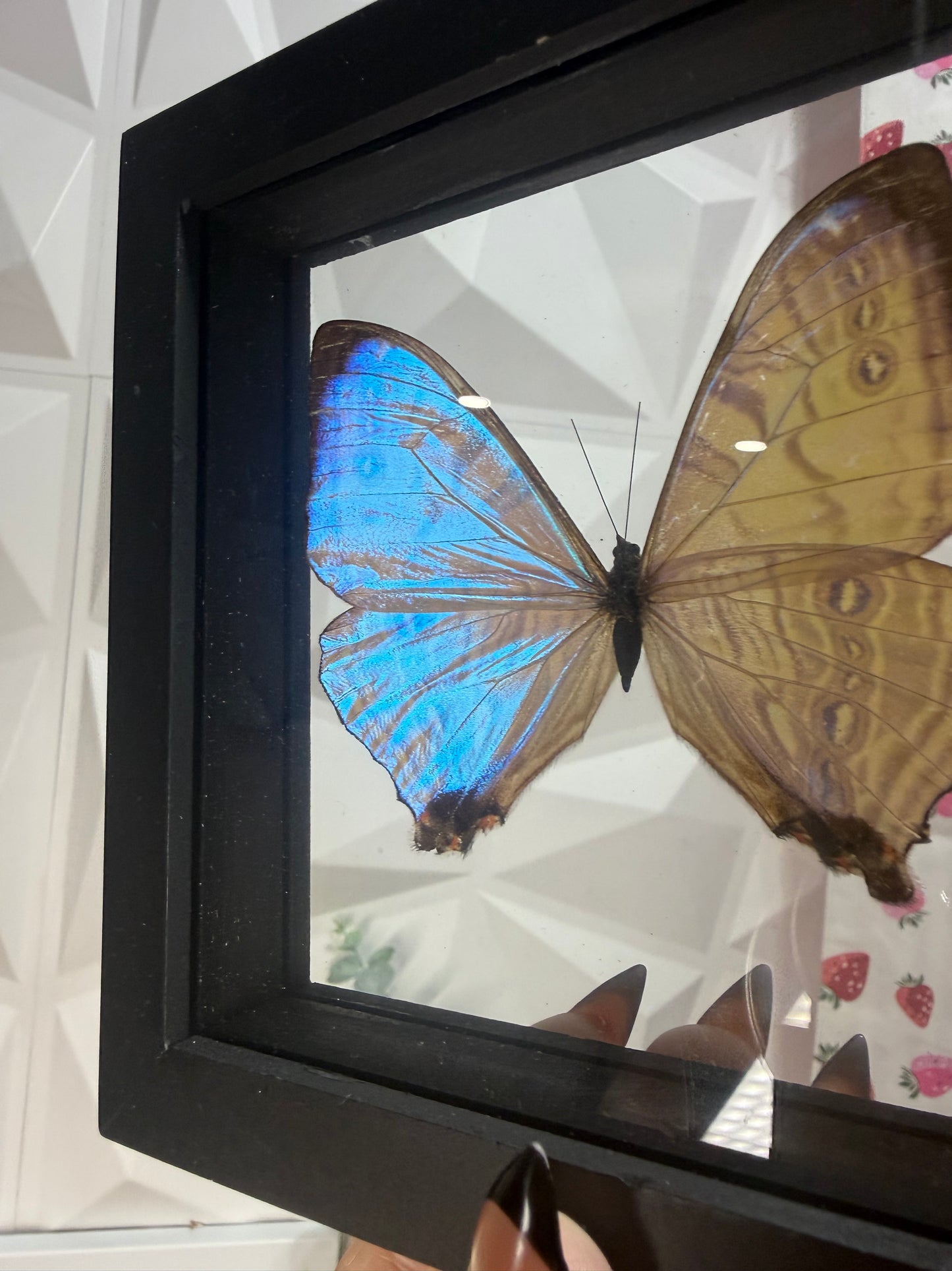 Morpho Sulkowskyi Butterfly • Peru (A)