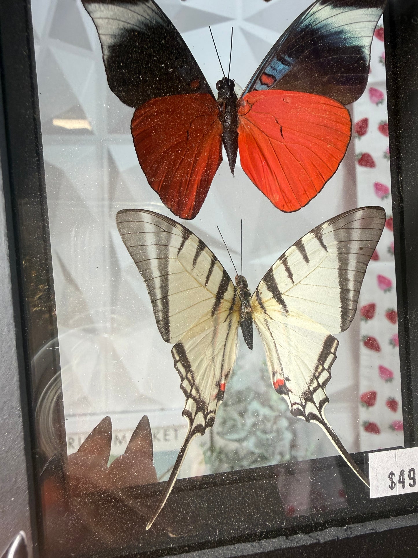 3 Peruvian Butterfly Collection • Peru (E)