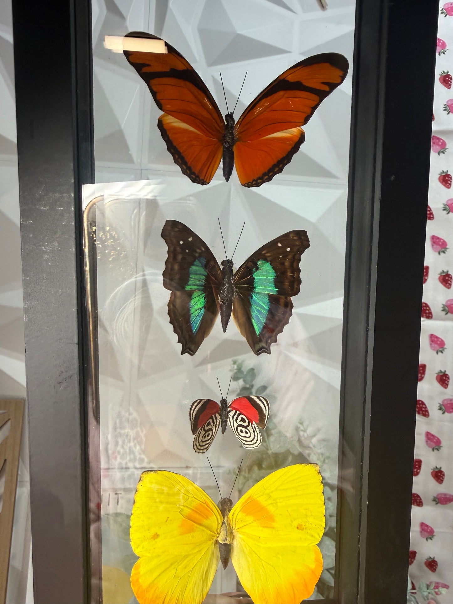 5 Peruvian Butterfly Collection • Peru (y)