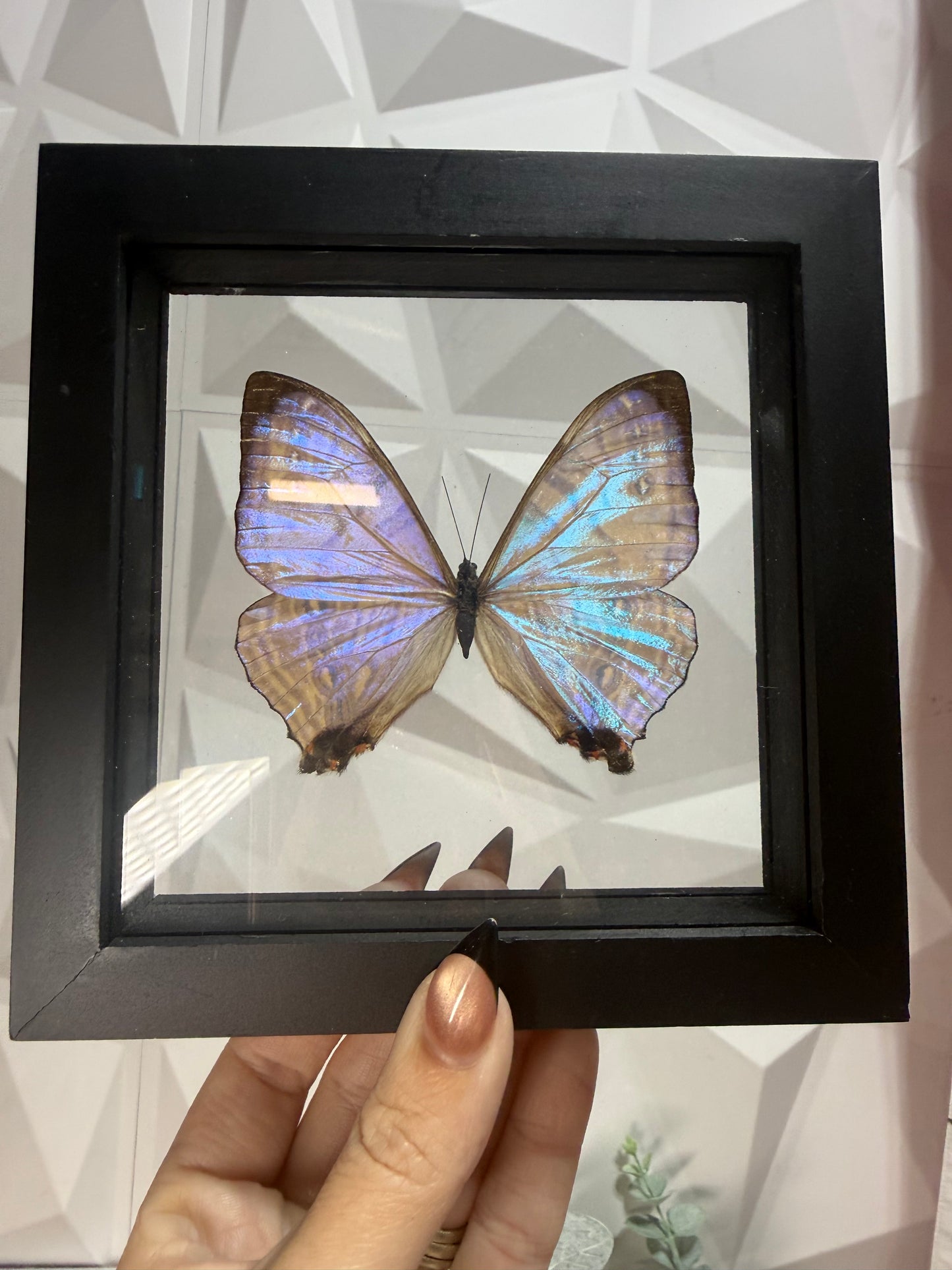 Morpho Sulkowskyi Butterfly • Peru (A)