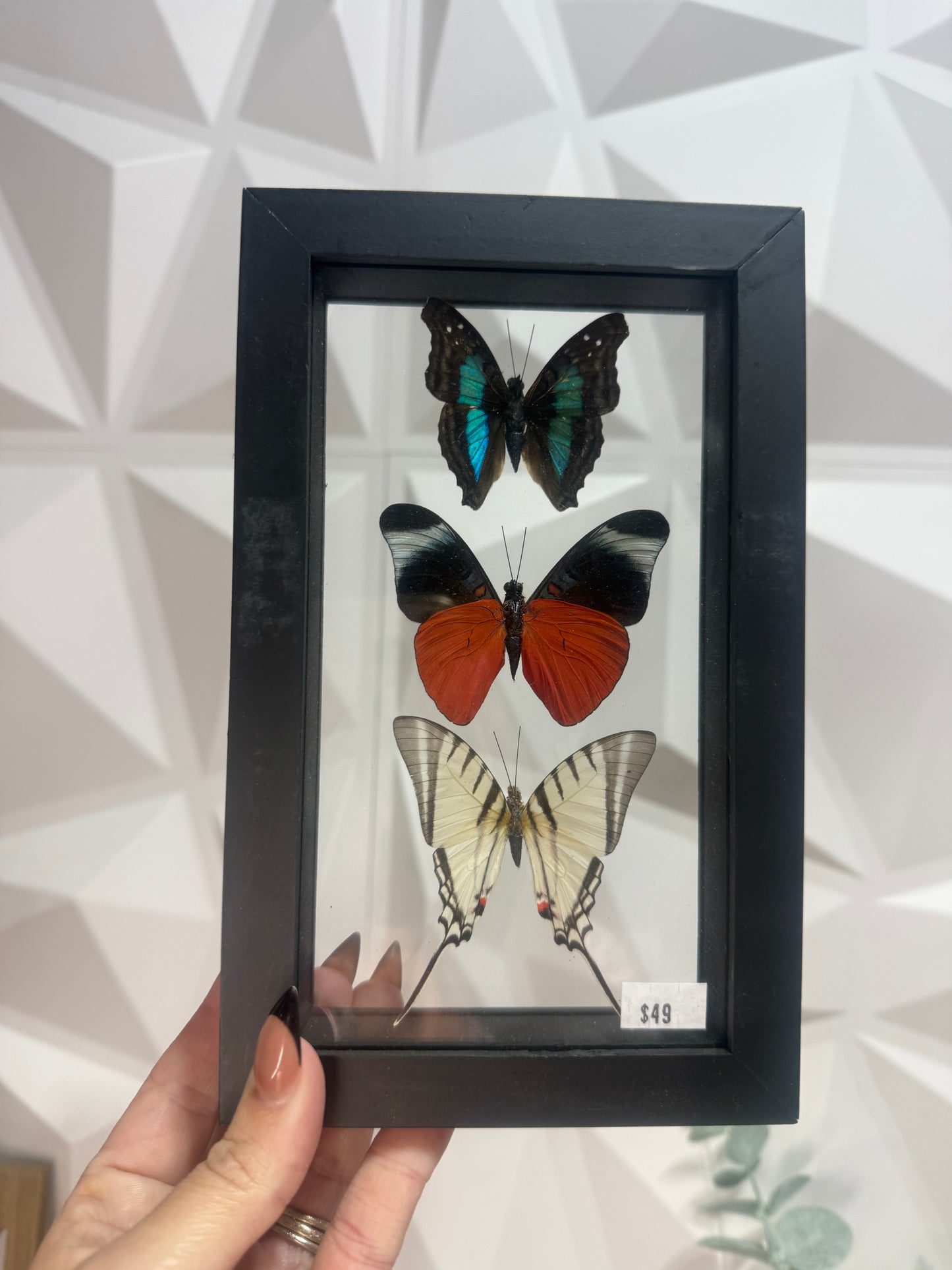 3 Peruvian Butterfly Collection • Peru (E)