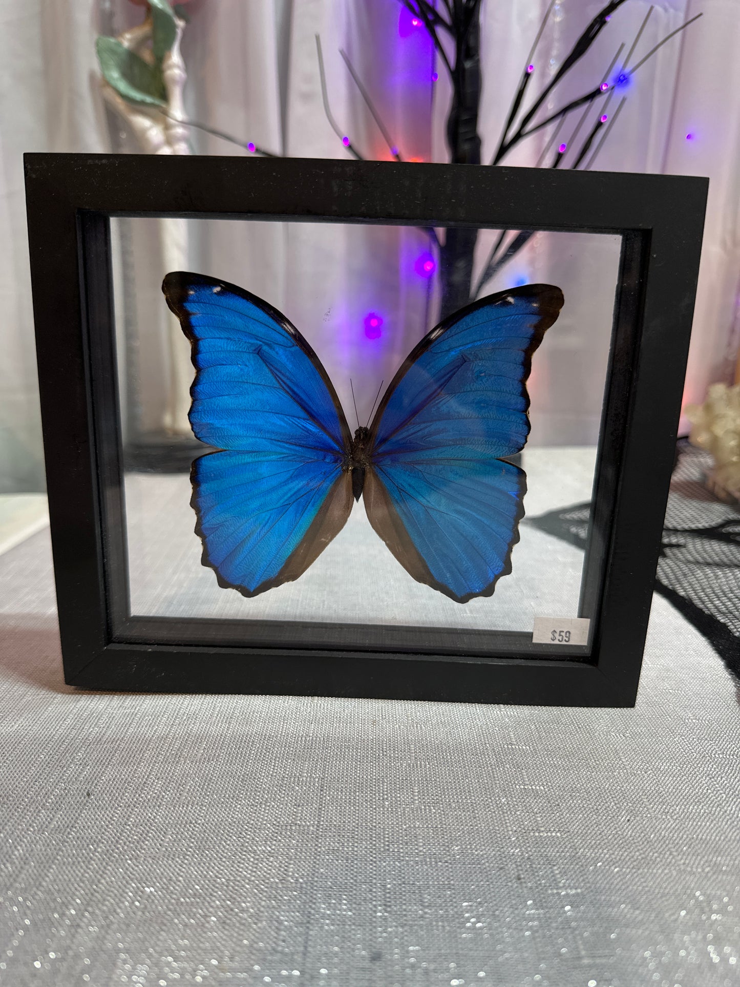 Morpho Didius B