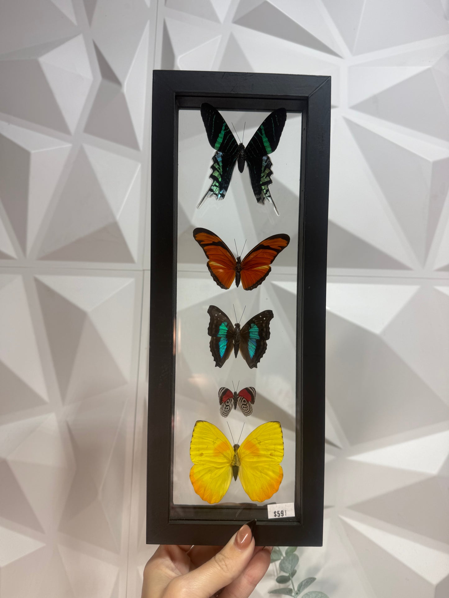 5 Peruvian Butterfly Collection • Peru (y)