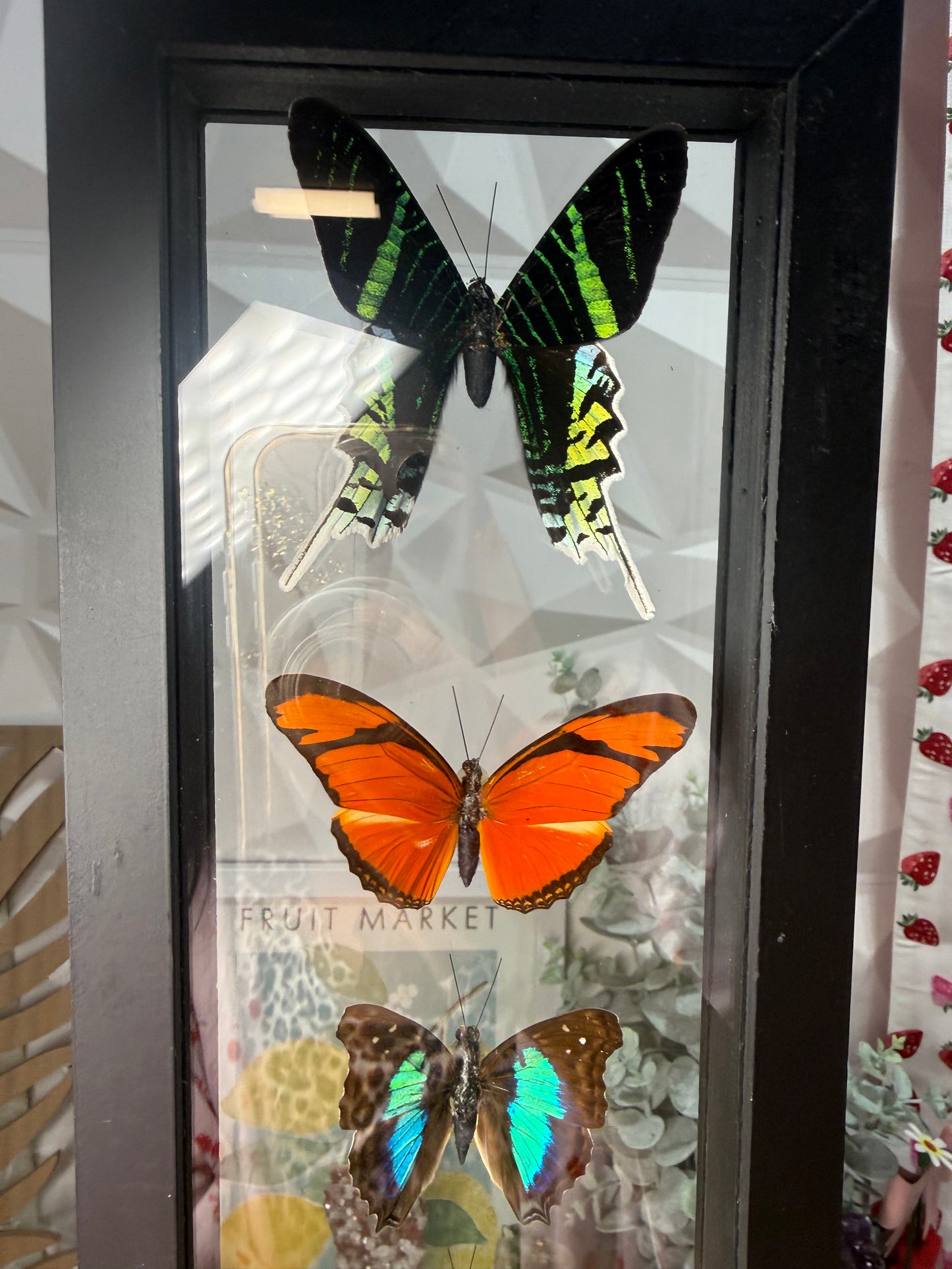 5 Peruvian Butterfly Collection • Peru (y)