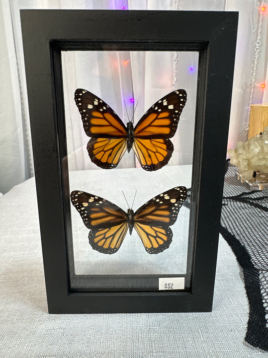 Male and female Monarch butterflies