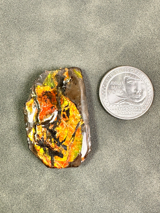Ammolite | Canada