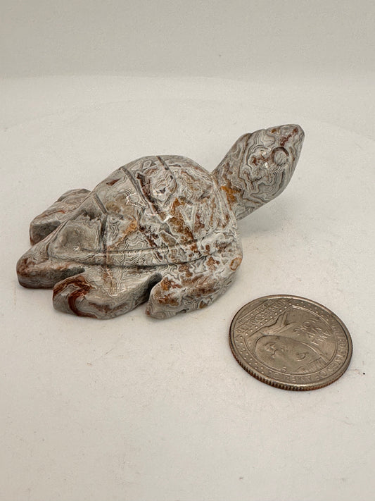 Crazy Lace Agate Turtle — Mexico
