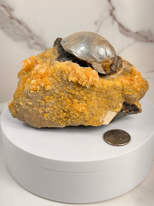 Elk Creek Calcite with Inoceramus Fossil (Perry Seaway)